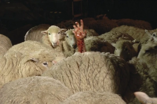 Černé ovce (2006)