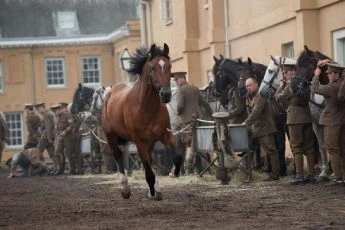 Válečný kůň (2011)