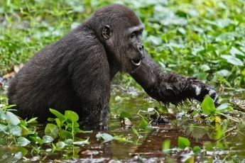 Gorily mezi Prahou a Afrikou (2011) [TV film]