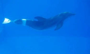 Můj přítel delfín (2011)