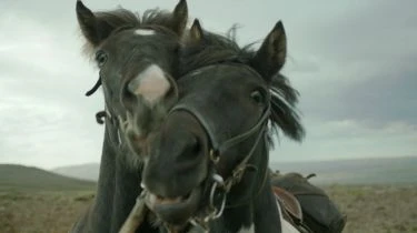 O koních a lidech (2013) [DVD kinodistribuce]