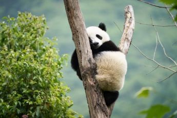 Panda a já (2025)