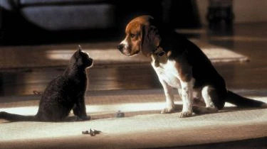 Jako kočky a psi (2001)