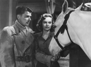 Stallion Road (1947)