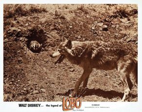 Lobo (1962)