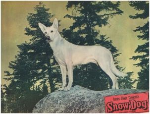 Snow Dog (1950)