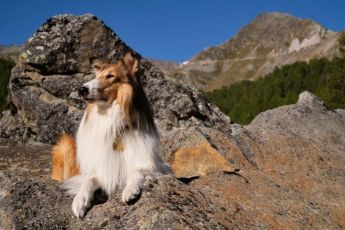 Lassie: Nové dobrodružství (2023)