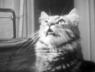 Soukromý život kočky (1944)