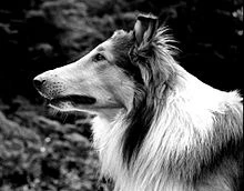 Lassie a Neeka (1968) [TV film]