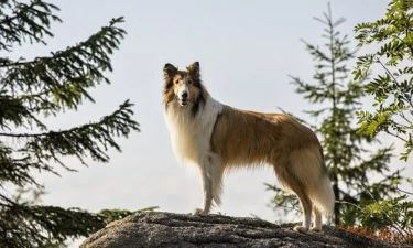 Lassie se vrací (2020)