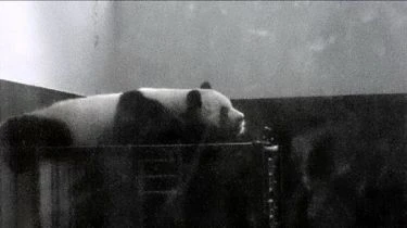Panda s rudýma ušima (2008) [Mini DV CAM]