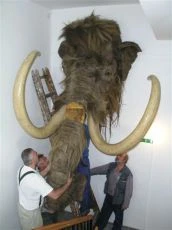 Po dobu rekonstrukce Národního muzea visí hlava mamuta z tohoto seriálu na novém pracovišti v Horních Počernicích.