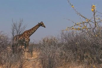 Africká savana (2011) [Video]