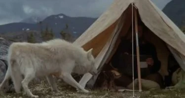 Pláč pro vlka (1983)
