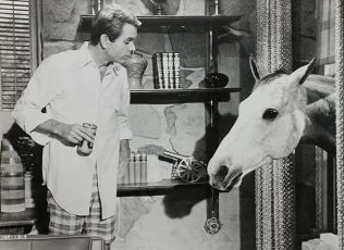 The Horse in the Gray Flannel Suit (1968)