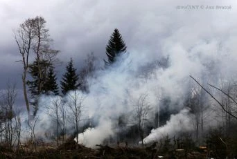 divoČINY (2013)