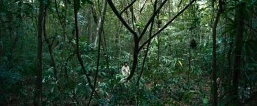 Osudná džungle (2020)