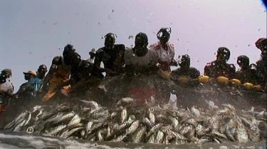 Mizející ryby (2009)