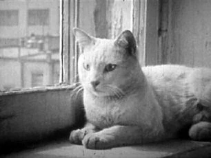 Soukromý život kočky (1944)