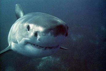 Žraloci (2005)