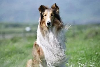 Lassie (2005)