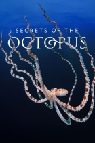 Tajemství chobotnic