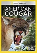 Puma americká (American Cougar)