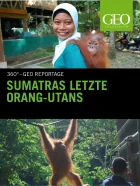 Poslední orangutani na Sumatře (Sumatras letzte Orang-Utans)