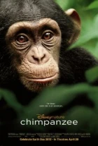Šimpanzi (Chimpanzee)