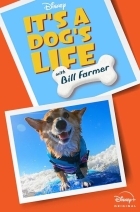 It's a Dog's Life