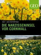 Scilly – ostrov narcisů (Die Narzisseninsel vor Cornwall)