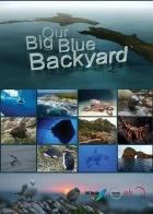Podmořské poklady Nového Zélandu (Our Big Blue Backyard)
