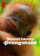 Tajný život orangutanů (Secret Lives of Orangutans)