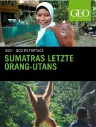 TV program: Poslední orangutani na Sumatře (Sumatras letzte Orang-Utans)