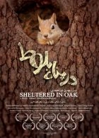 TV program: Veverky: Ve skrytu dubů (Sheltered in Oaks)