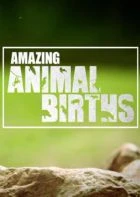TV program: Úžasná zrození v říši zvířat (Amazing Animal Births)