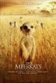 Surikaty (The Meerkats)