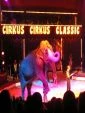 Cirkus Cirkus Classic